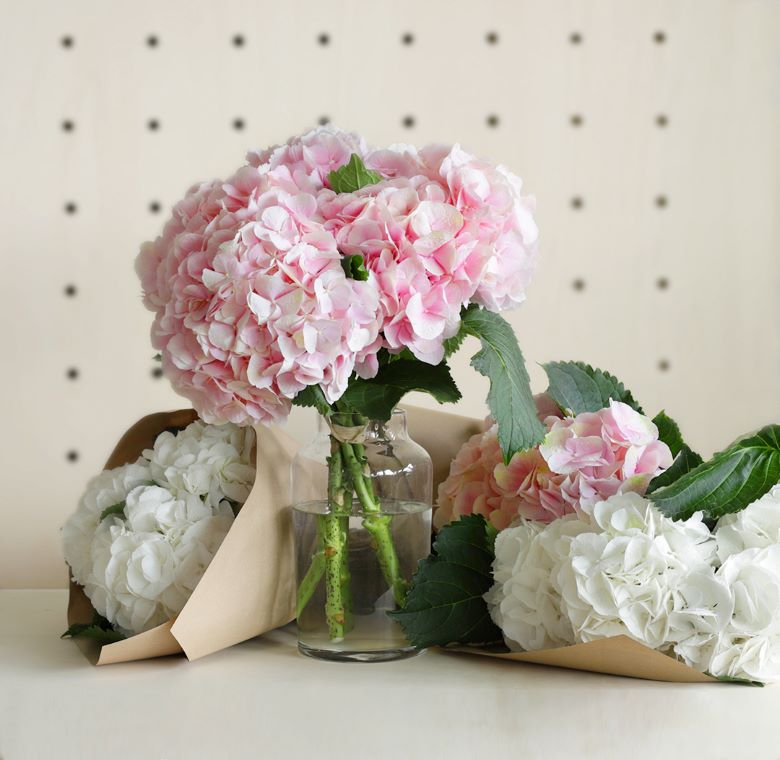 Nous déclarons ouverte la saison des Hortensias !