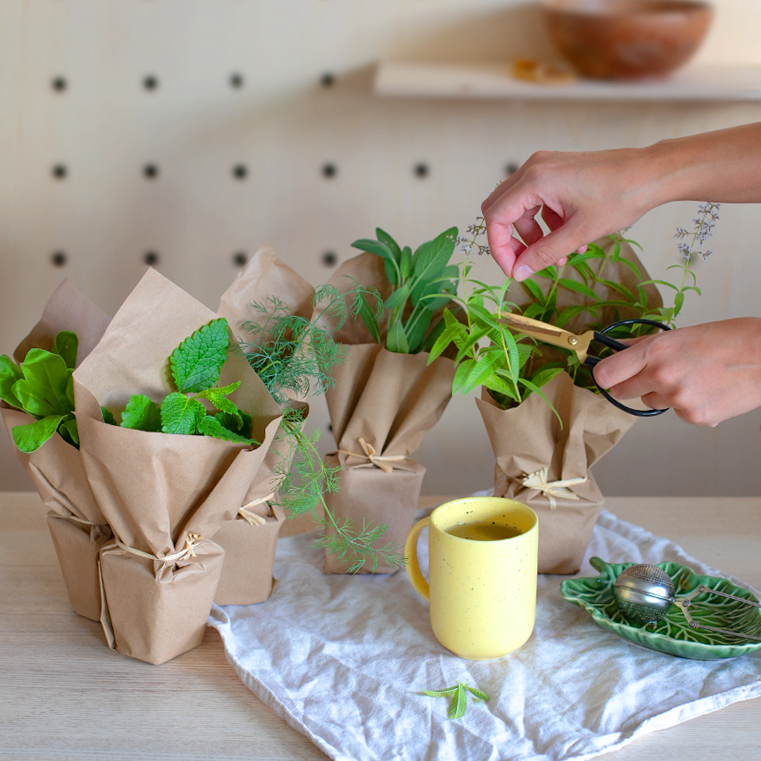 6 plantes à infuser et leurs bienfaits 