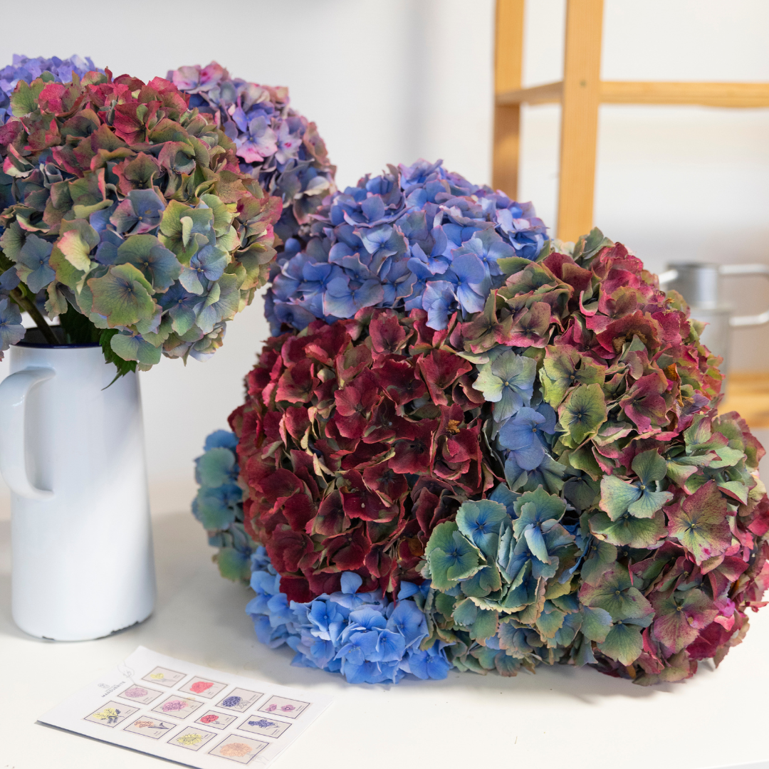 Entretien des Hortensias en vase
