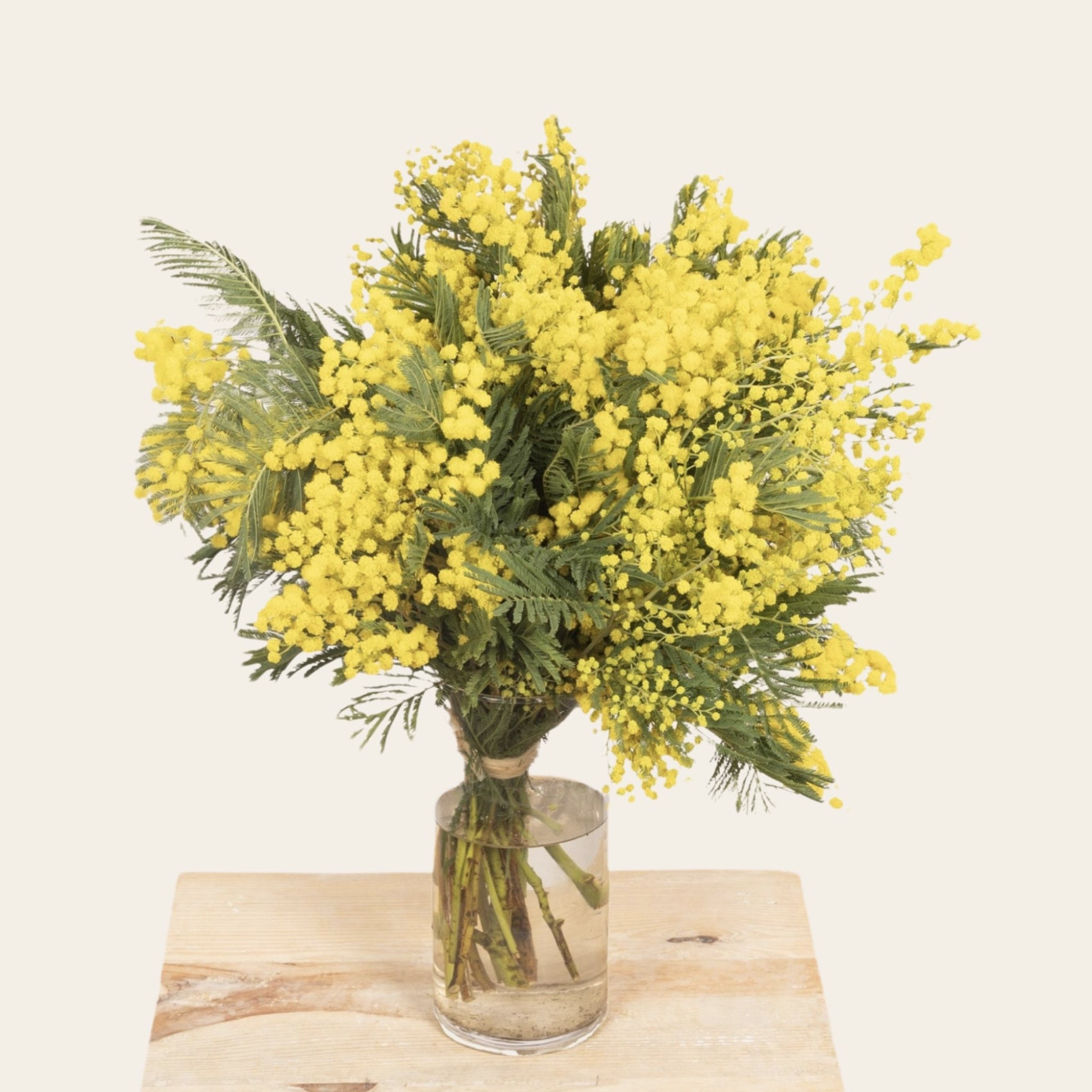 5 choses à savoir sur le Mimosa