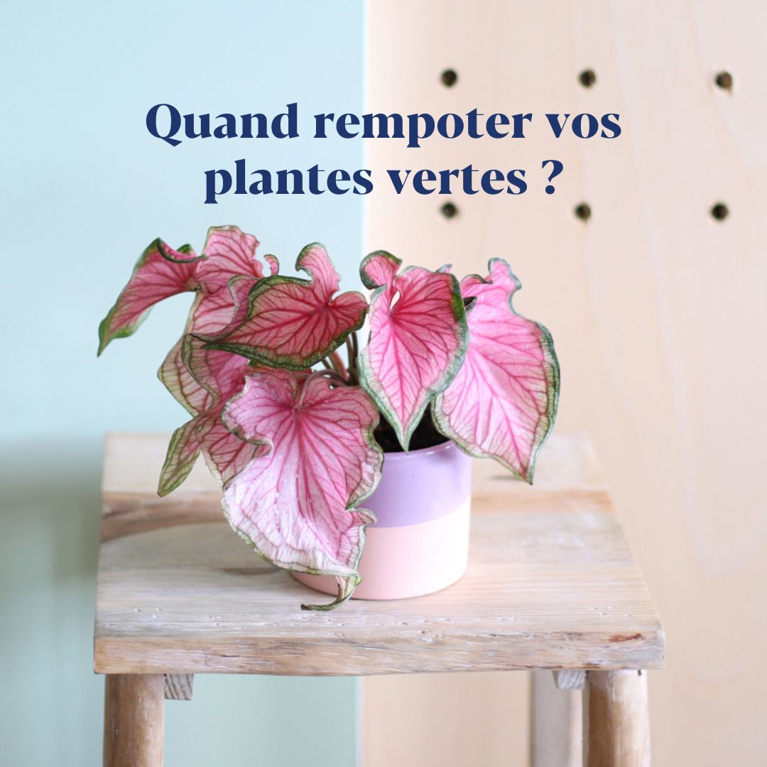 Quand rempoter les plantes vertes d'intérieur ? 
