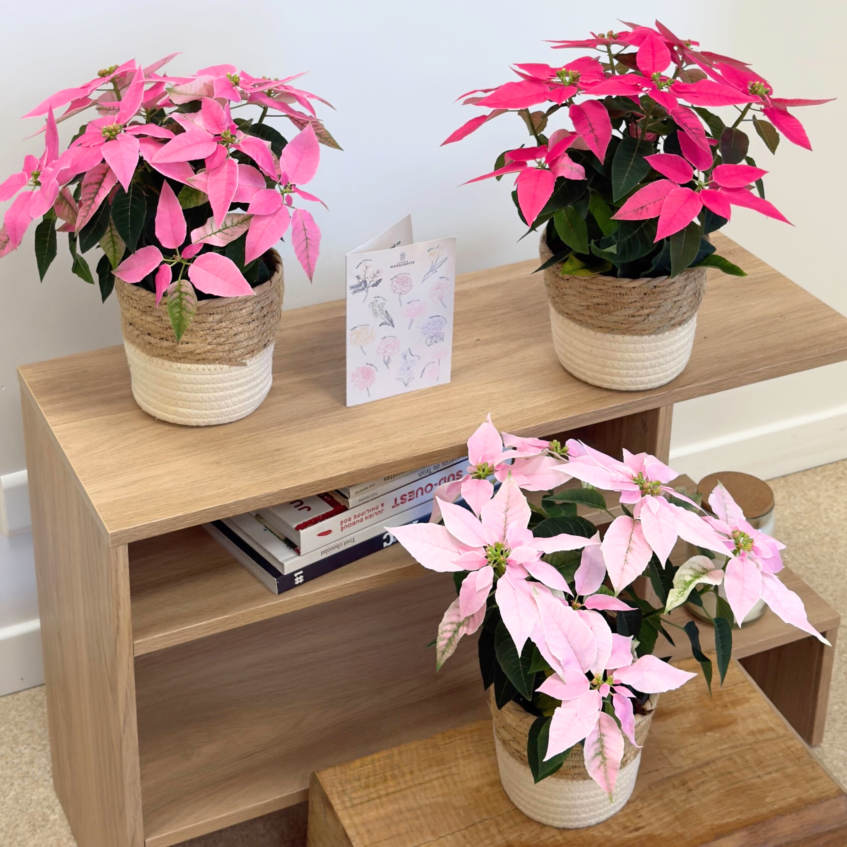 Le Poinsettia, la plante de saison incontournable