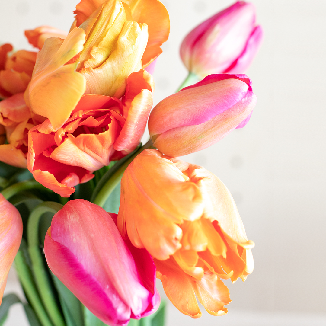 Les fleurs du printemps