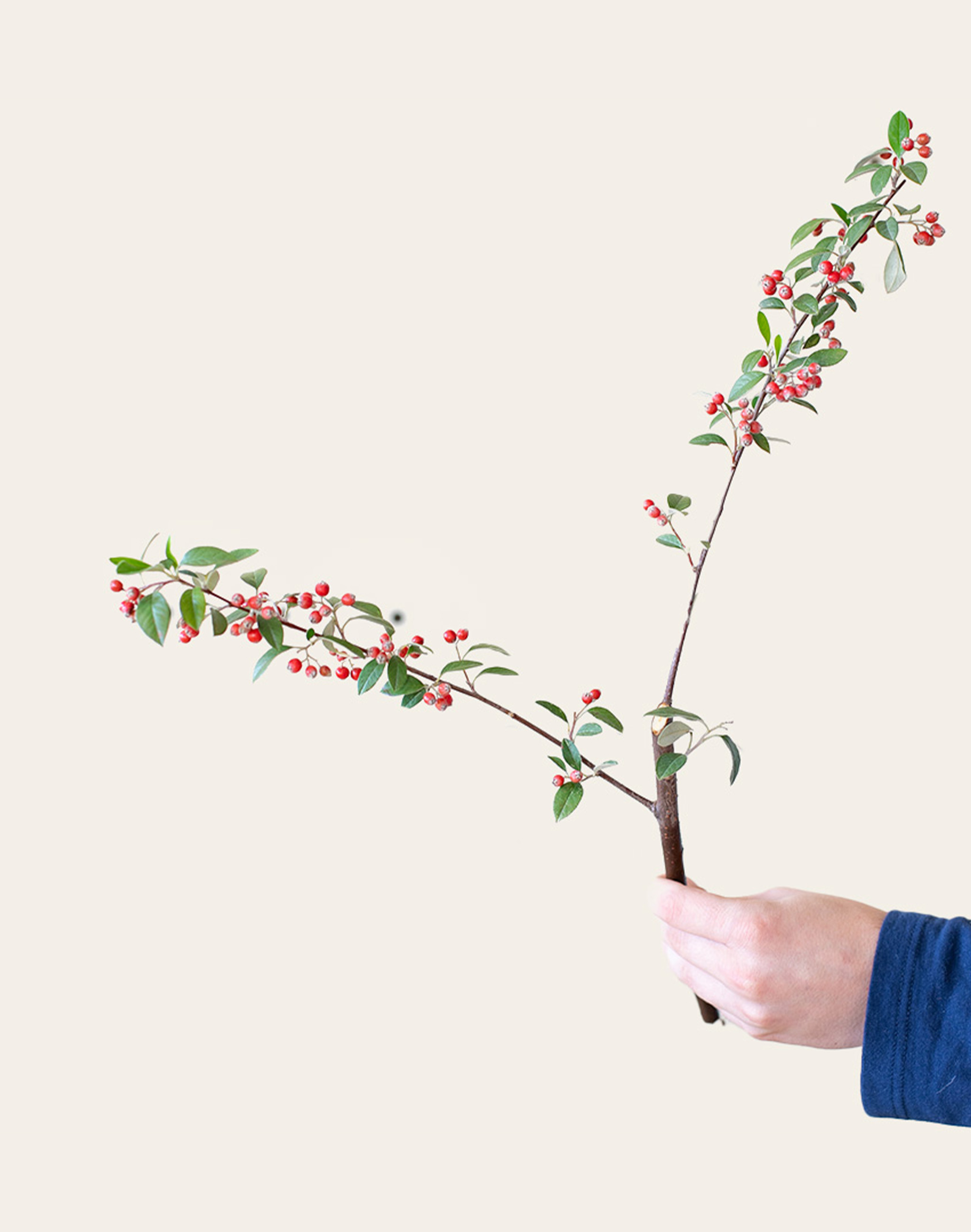 Cotoneaster