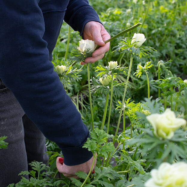 Anémones de Fabien Pellegrino