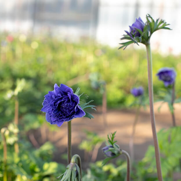 Anémones de Thomas Pustel