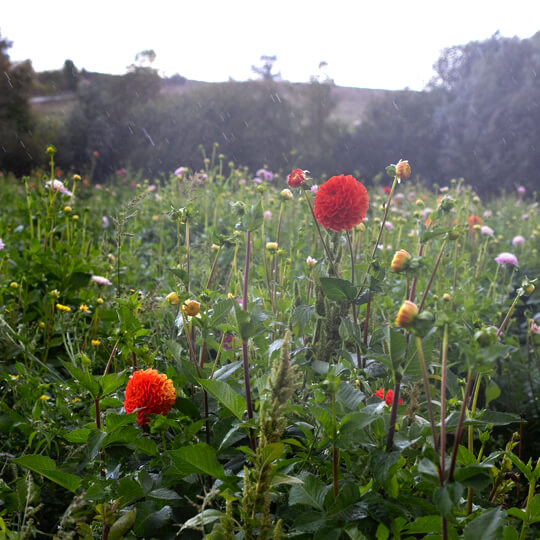 Dahlia dans les champs de Didier