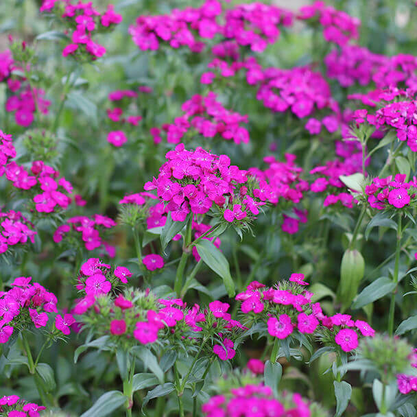 Cueillette de fleurs de saison 100% françaises