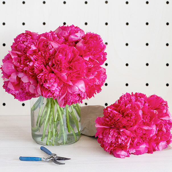 Botte de Pivoines françaises Fête des Mères