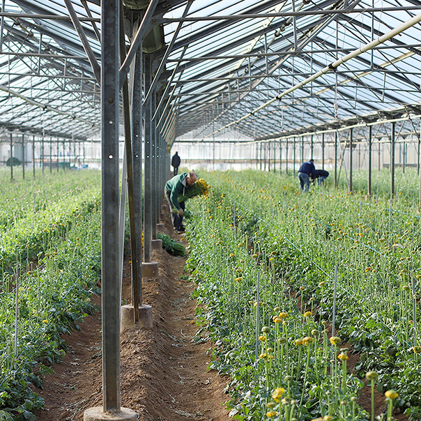 Producteurs français