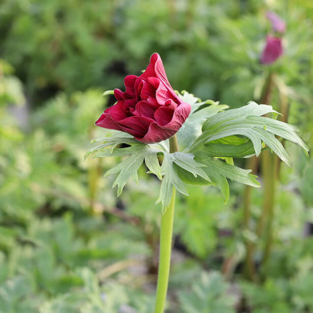 Anémone de Fabien Pellegrino