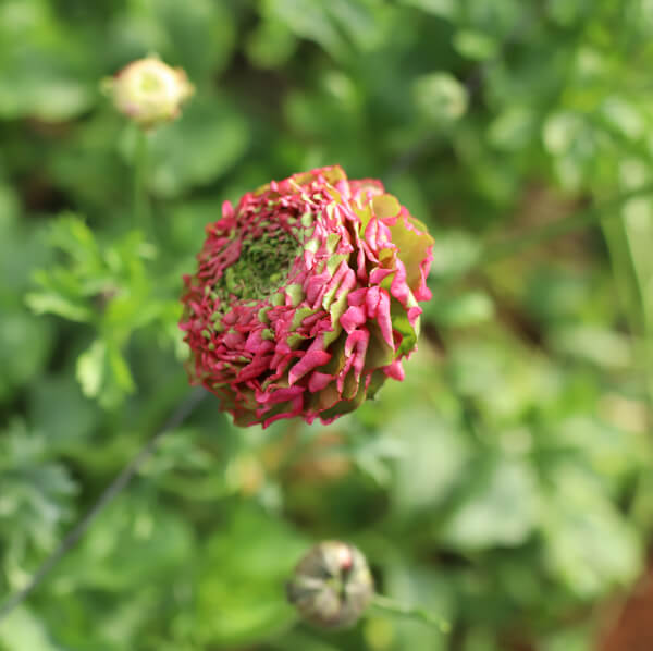 Renoncule de Thierry Abeille