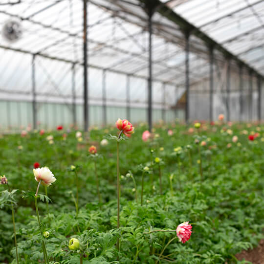 Bouquet de fleurs éco-responsable
