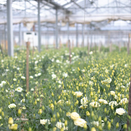 Lisianthus dans la serre de Bruno