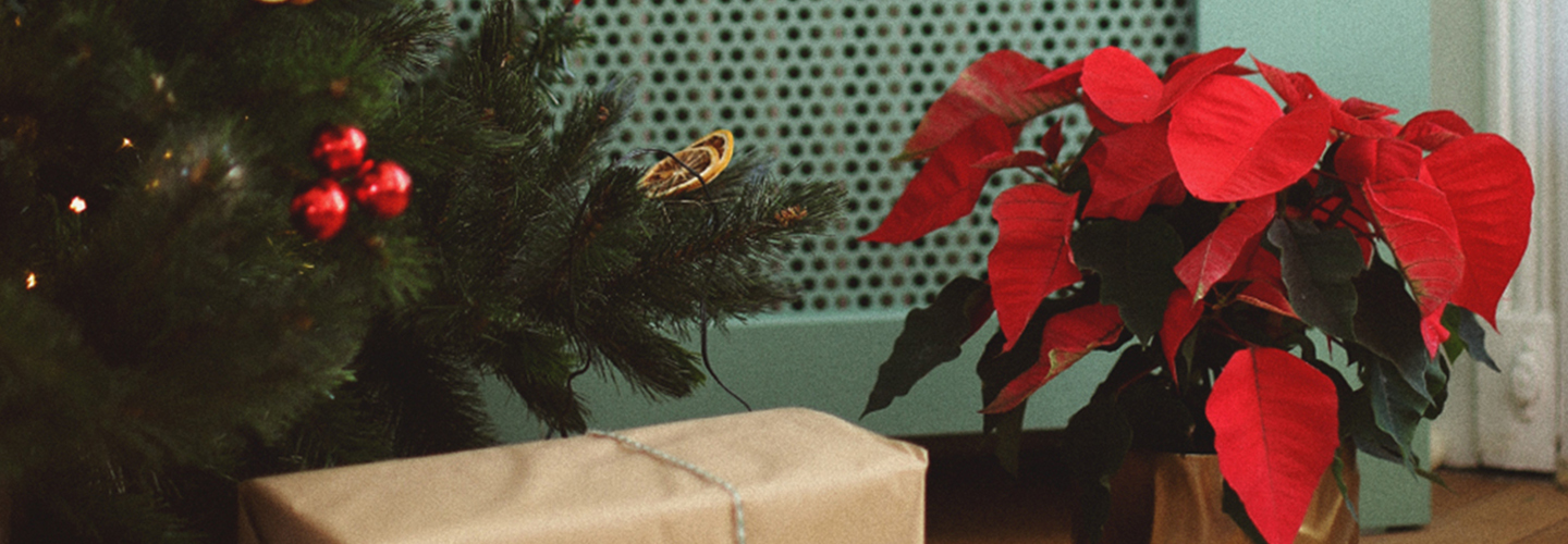 Célébrons la Magie de Noël avec des cadeaux de la Nature