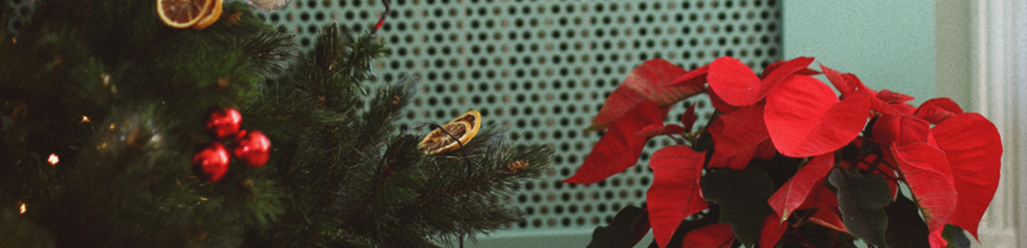 Célébrons la Magie de Noël avec des cadeaux de la Nature