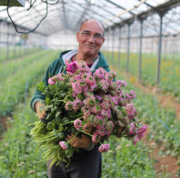 Renoncules de Mr Abeille