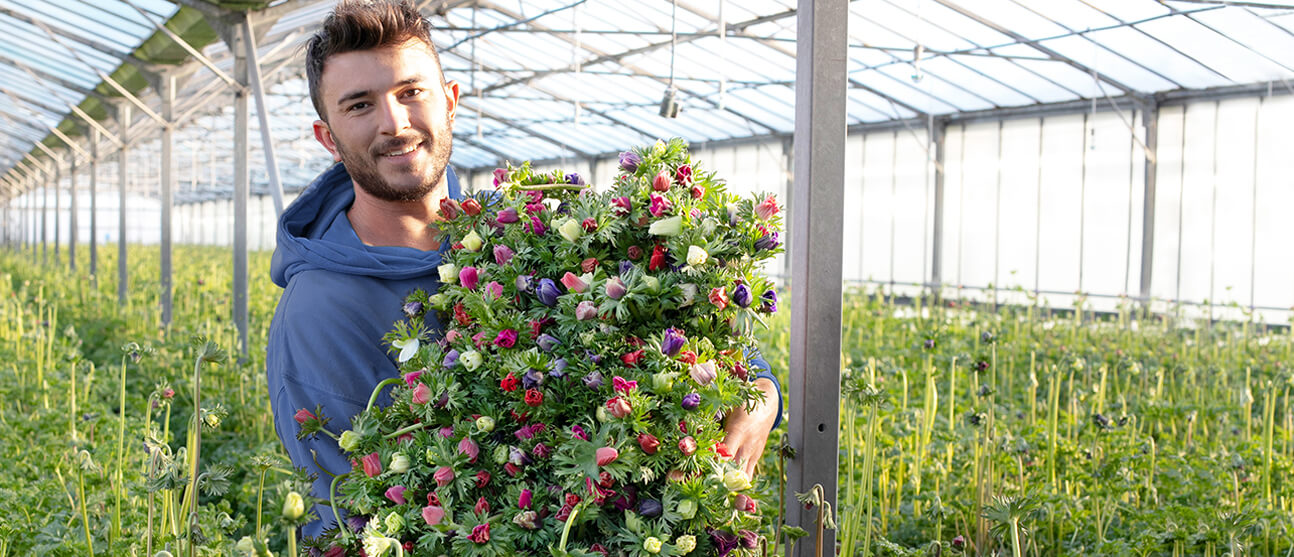 Les Anémones de Thomas