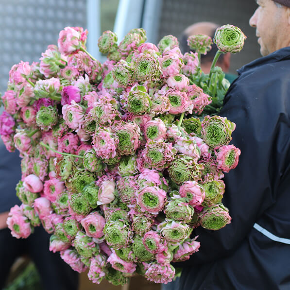 Bouquet de Renoncules