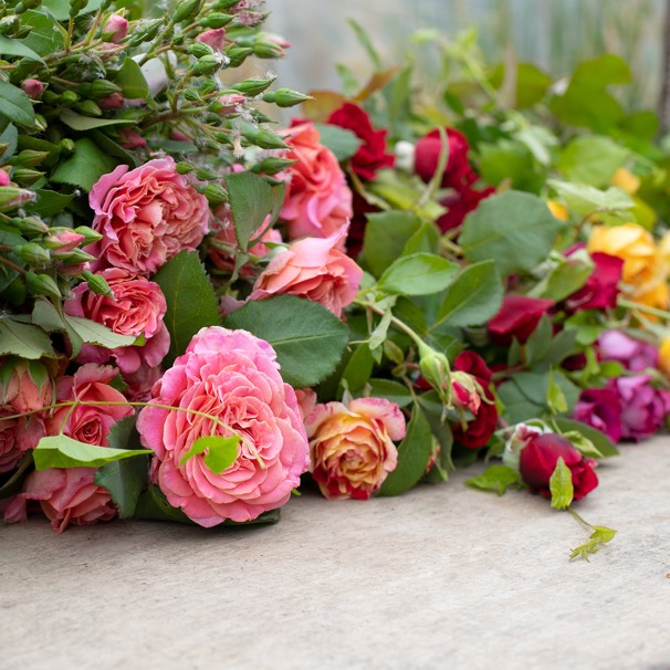 Des Roses d’exception