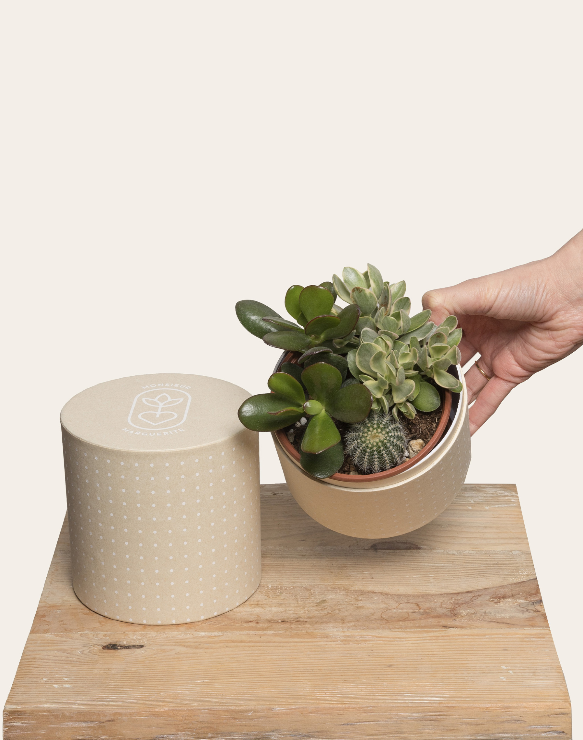 Composition de 3 plantes grasses