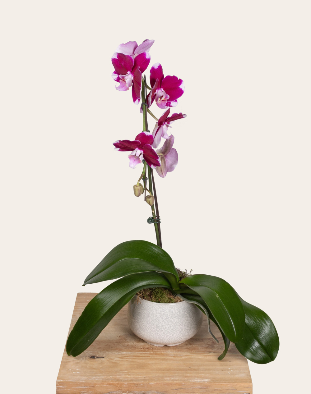 Orchidée française et sa céramique