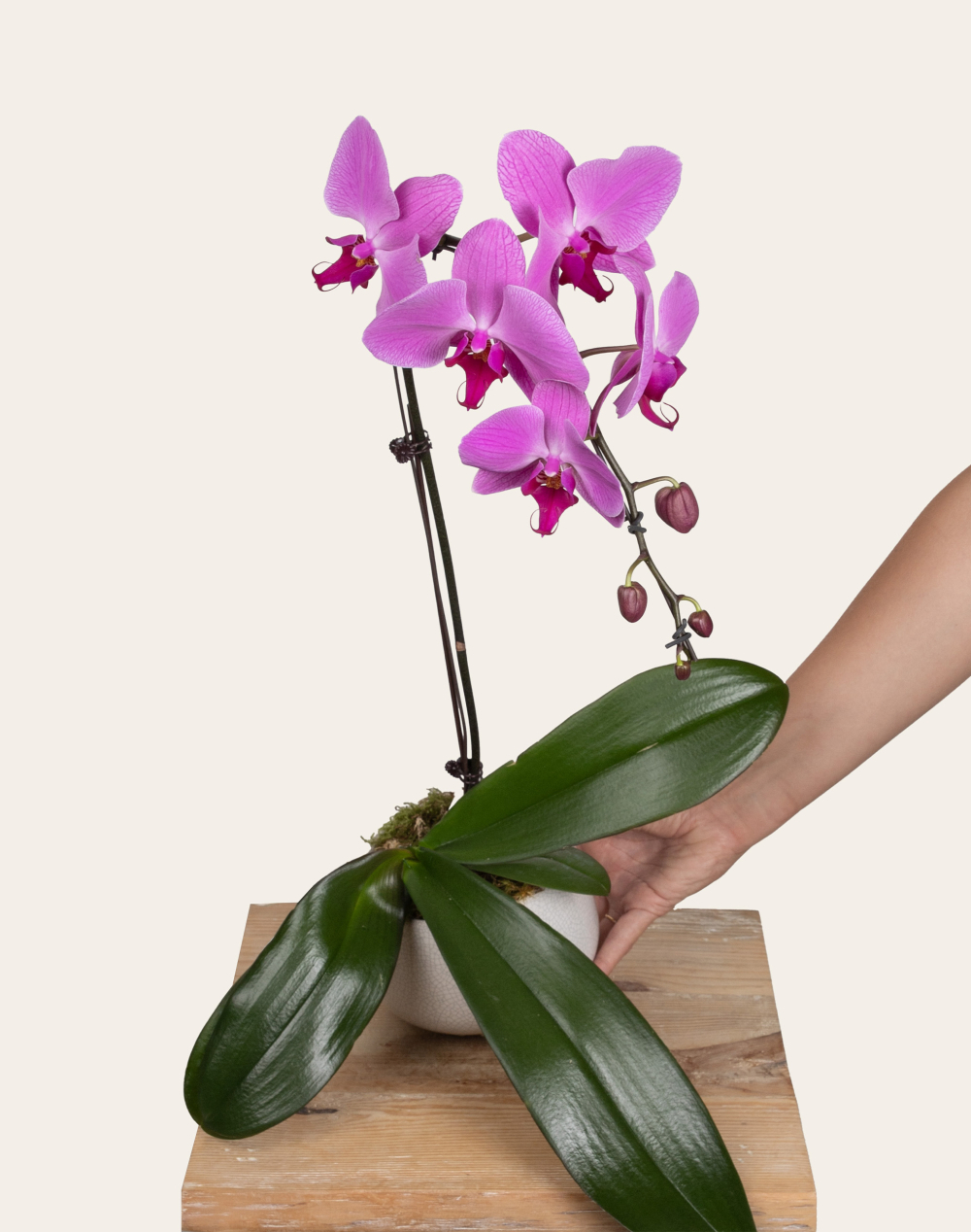 Orchidée française et sa céramique