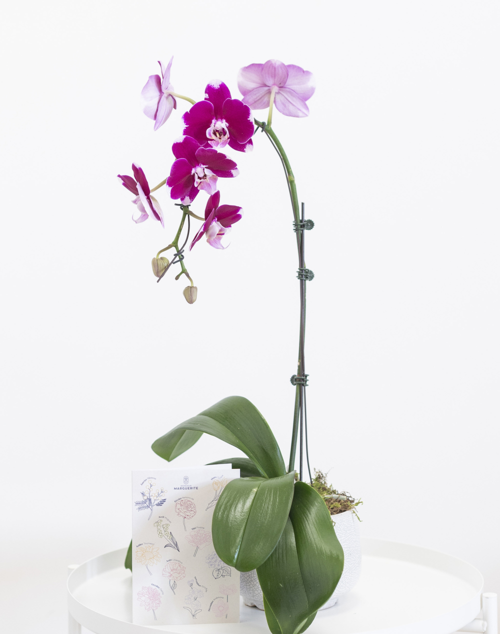 Orchidée française et sa céramique