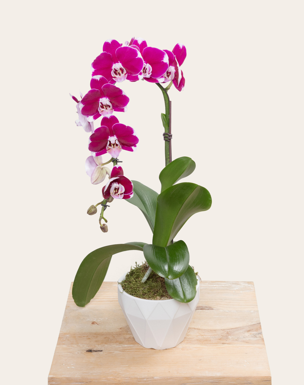 Orchidée française et sa céramique