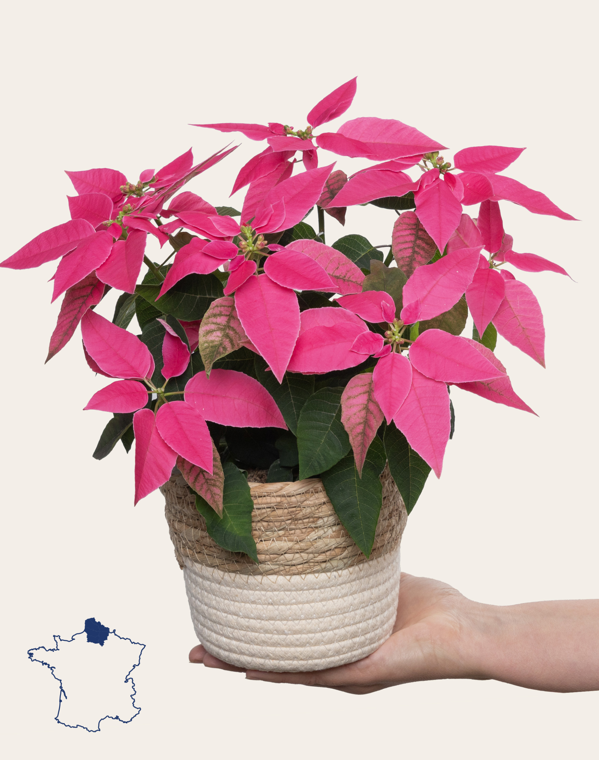 Poinsettia rose et son cache-pot