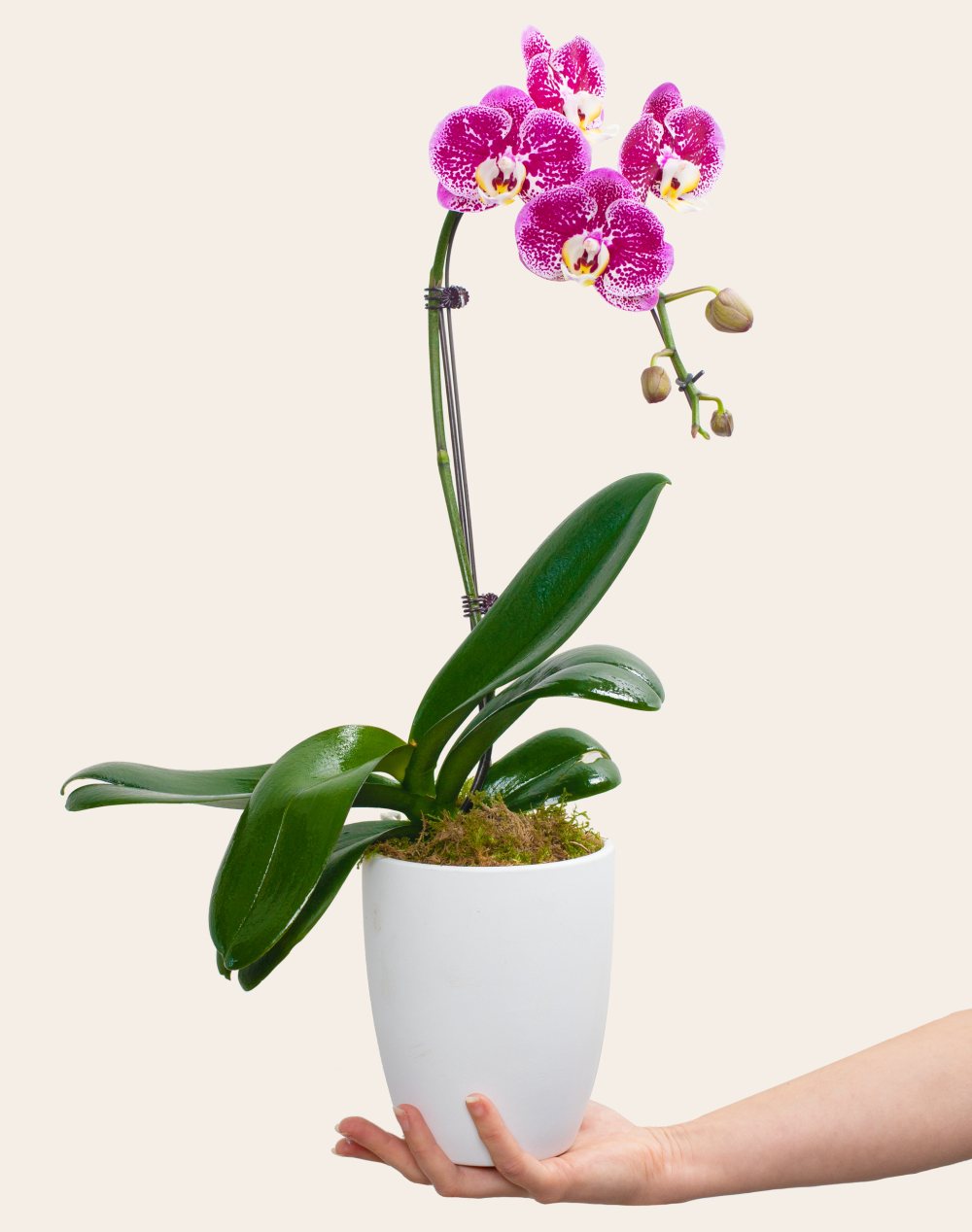 Orchidée française et sa céramique