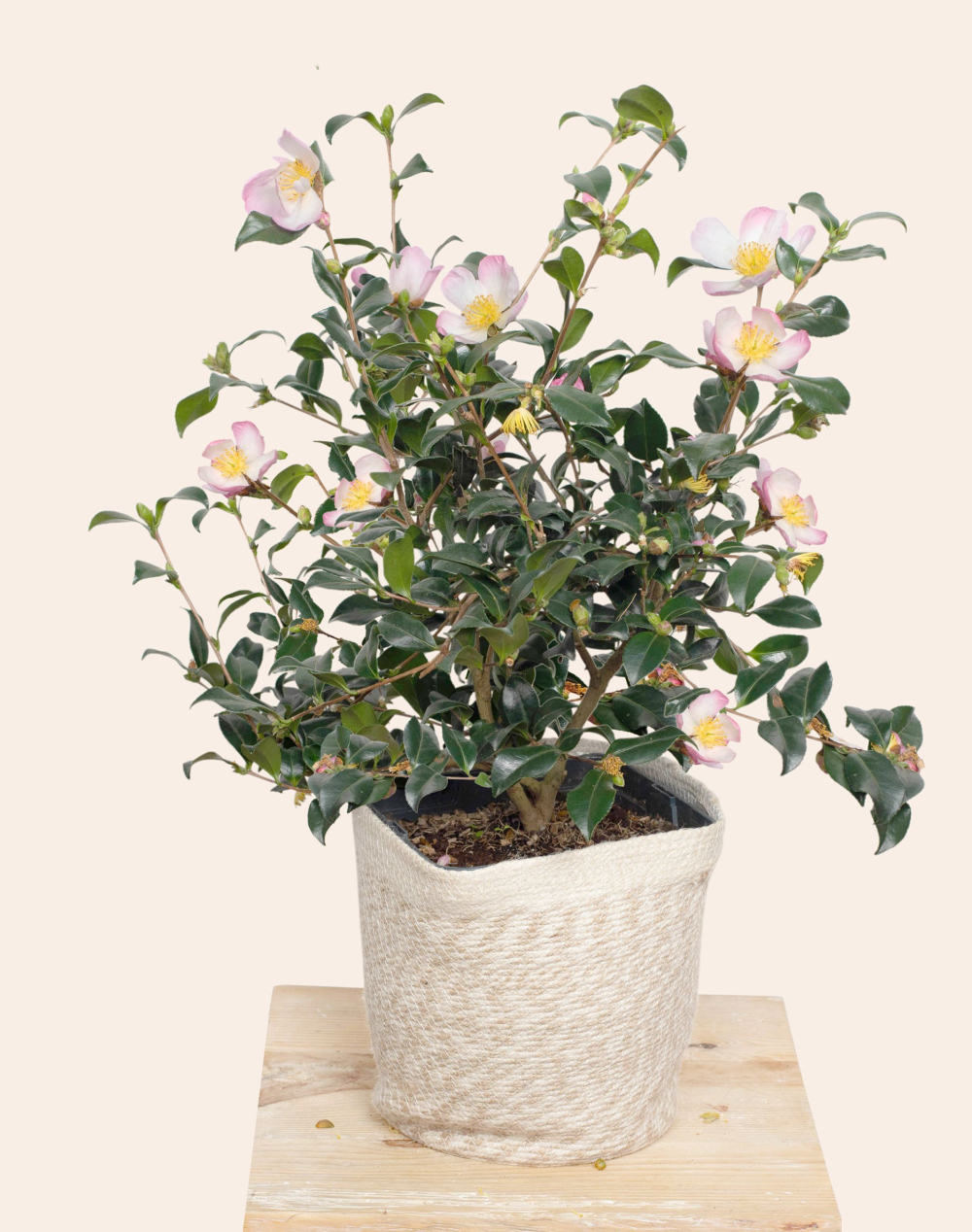 Camélia surprise et son cache-pot