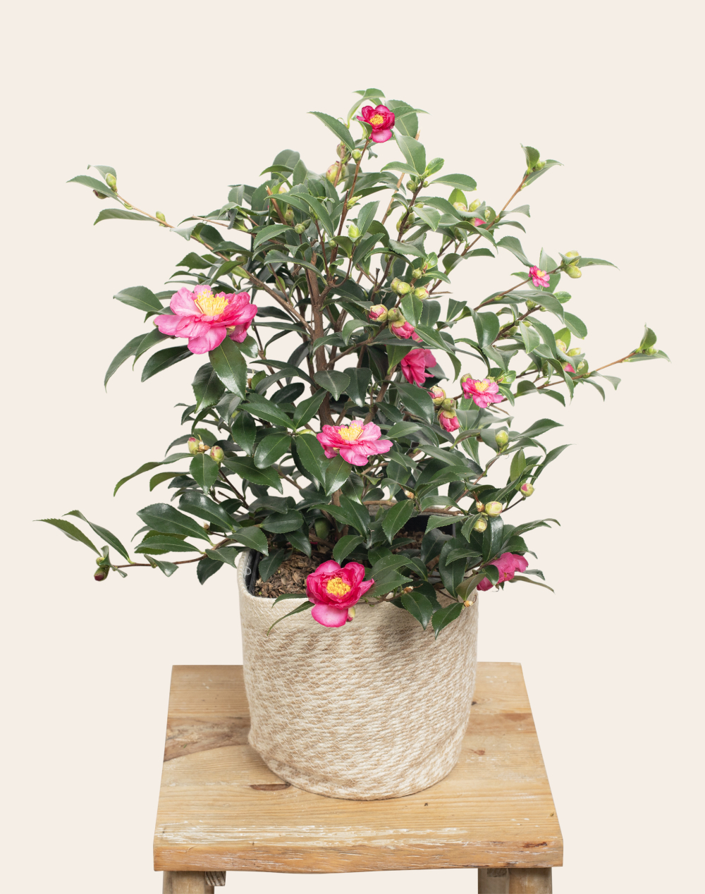 Camélia surprise et son cache-pot