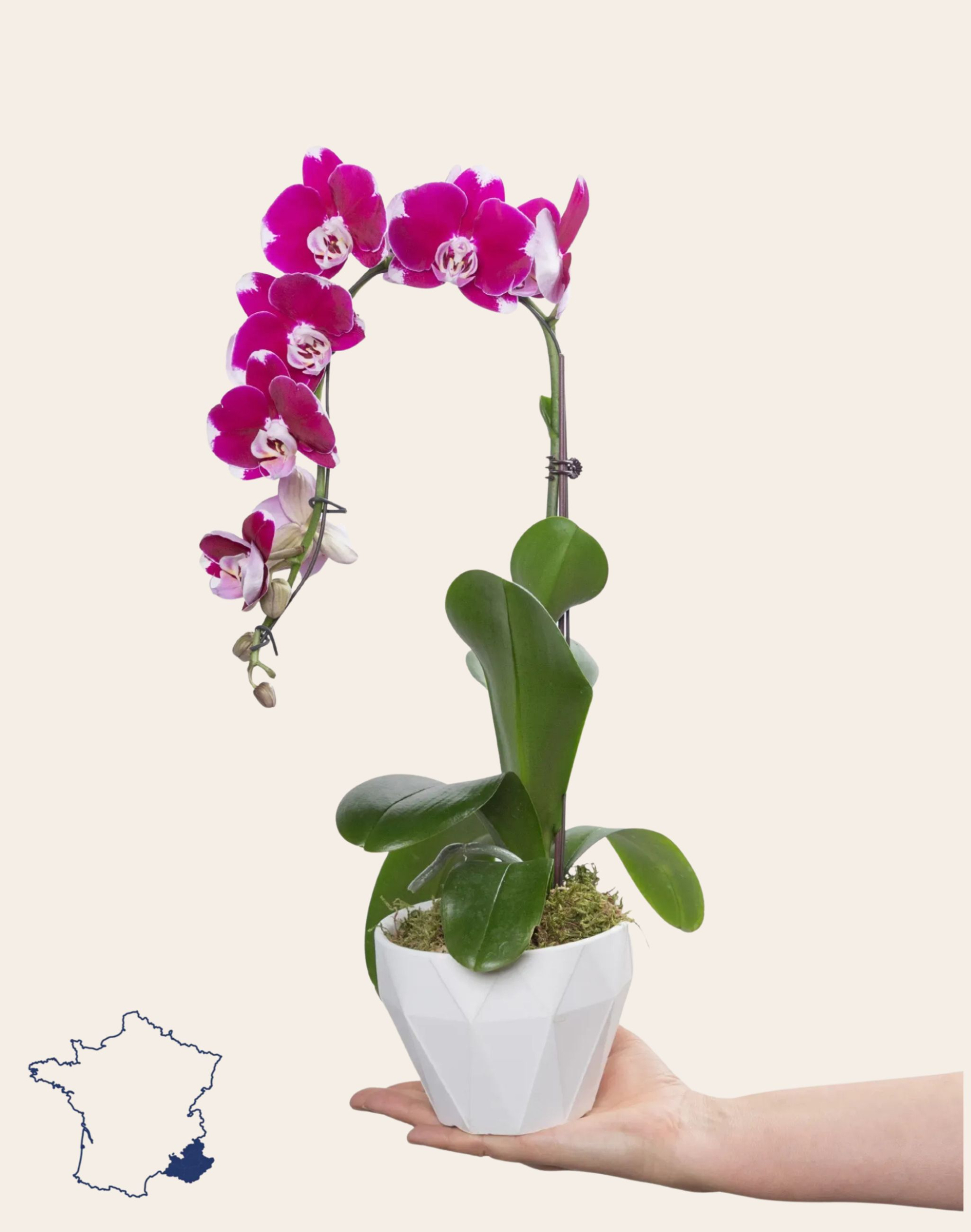 Orchidée française et sa céramique