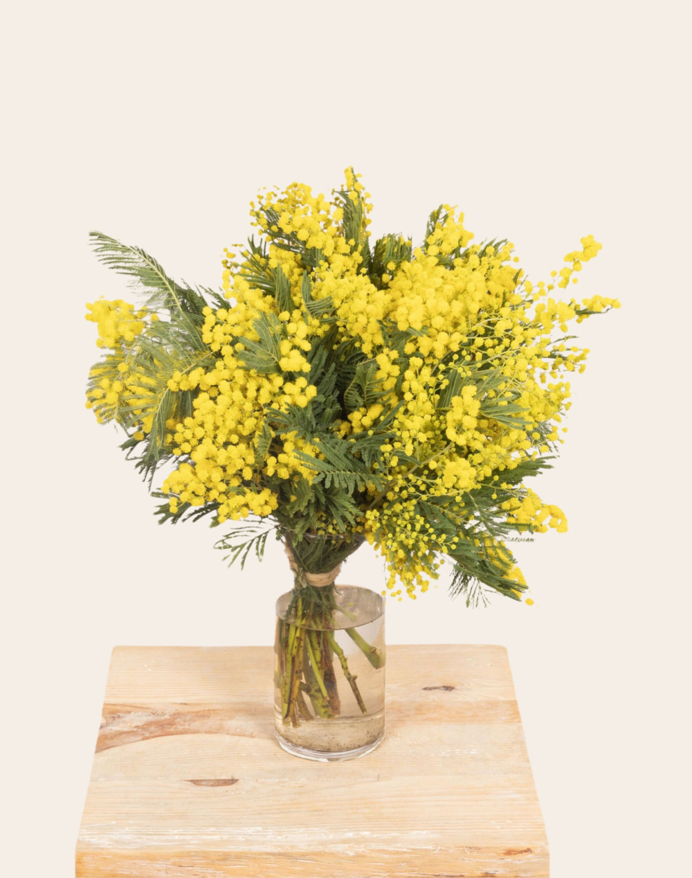 Botte de Mimosa