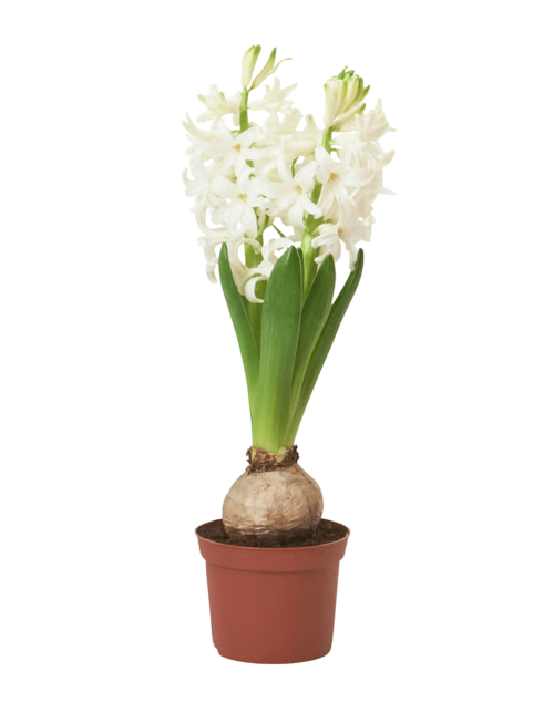 Jacinthe en pot à faire pousser