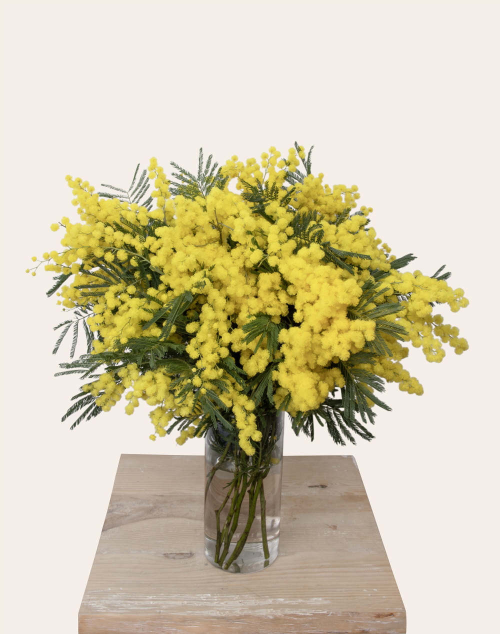 Duo Mimosa et ses granits au chocolat et amandes caramélisées