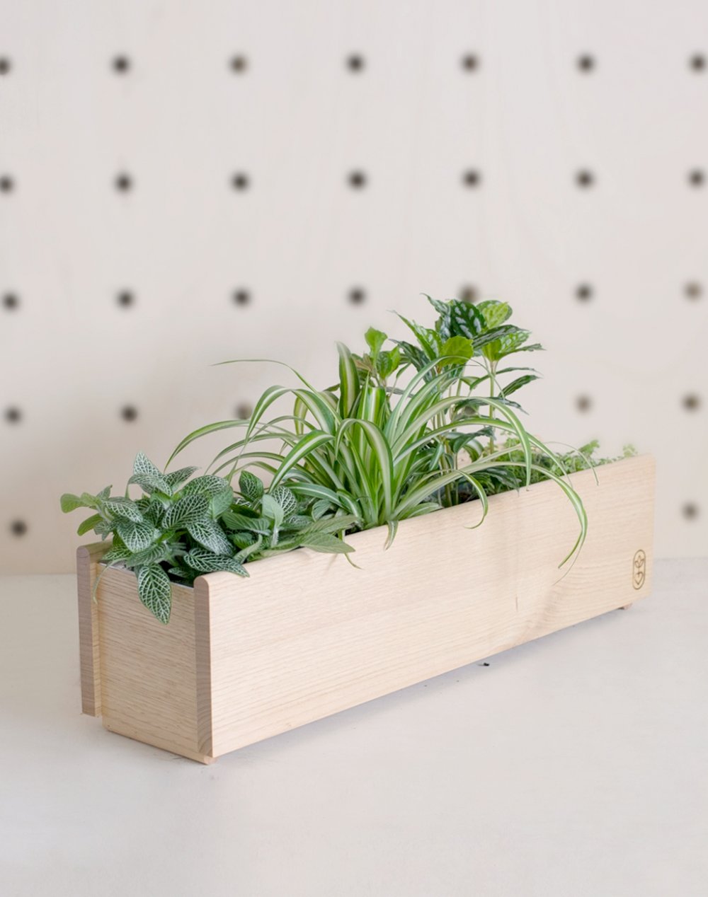 Jardin d'Intérieur et ses plantes vertes