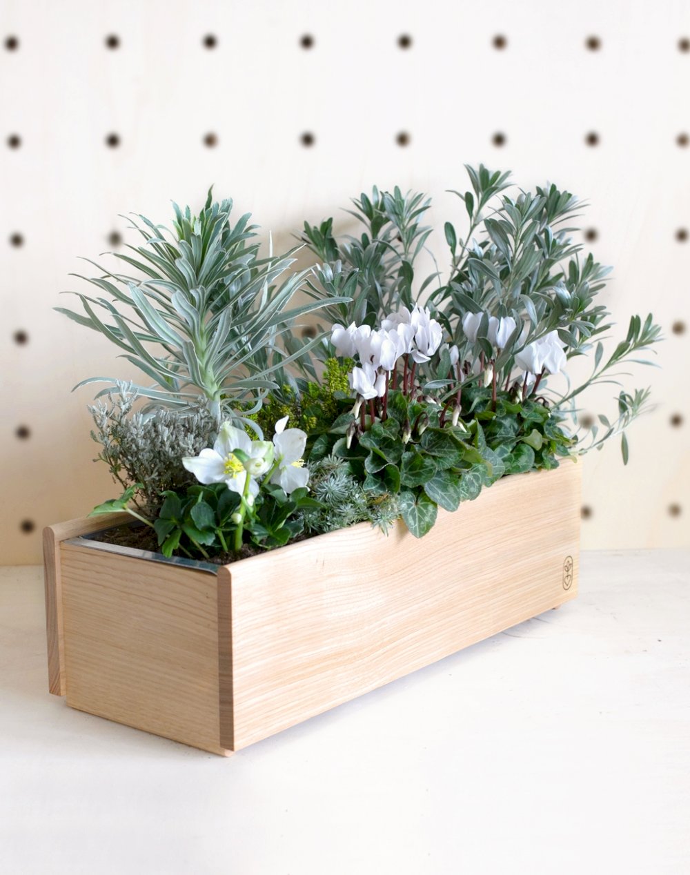 Jardin de Noël et ses plantes de saison