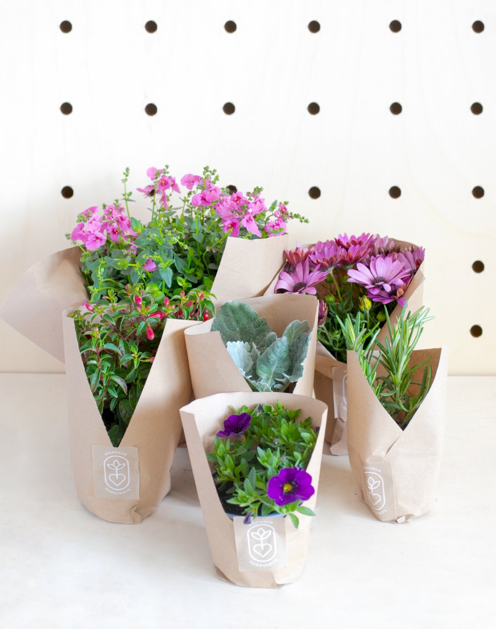 Assortiment de 6 plantes - Mi-ombre Mi-soleil