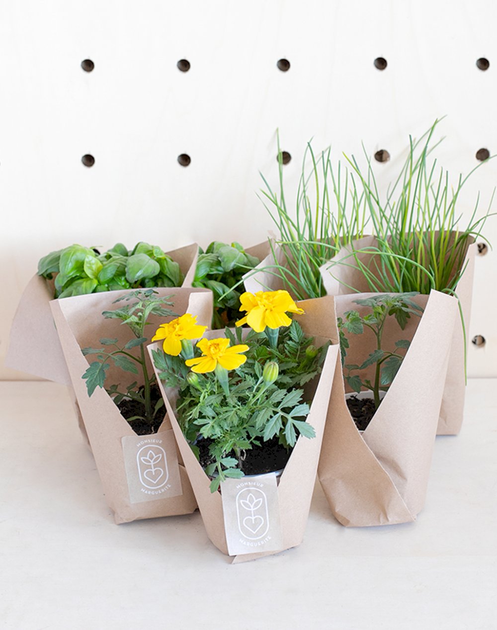 Assortiment gourmand de 6 plantes - Tomate Basilic