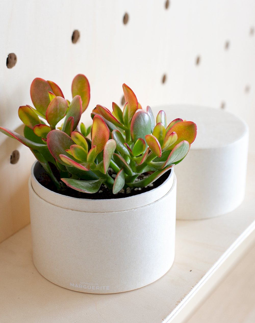 Coffret Plante : Crassula Tricolor