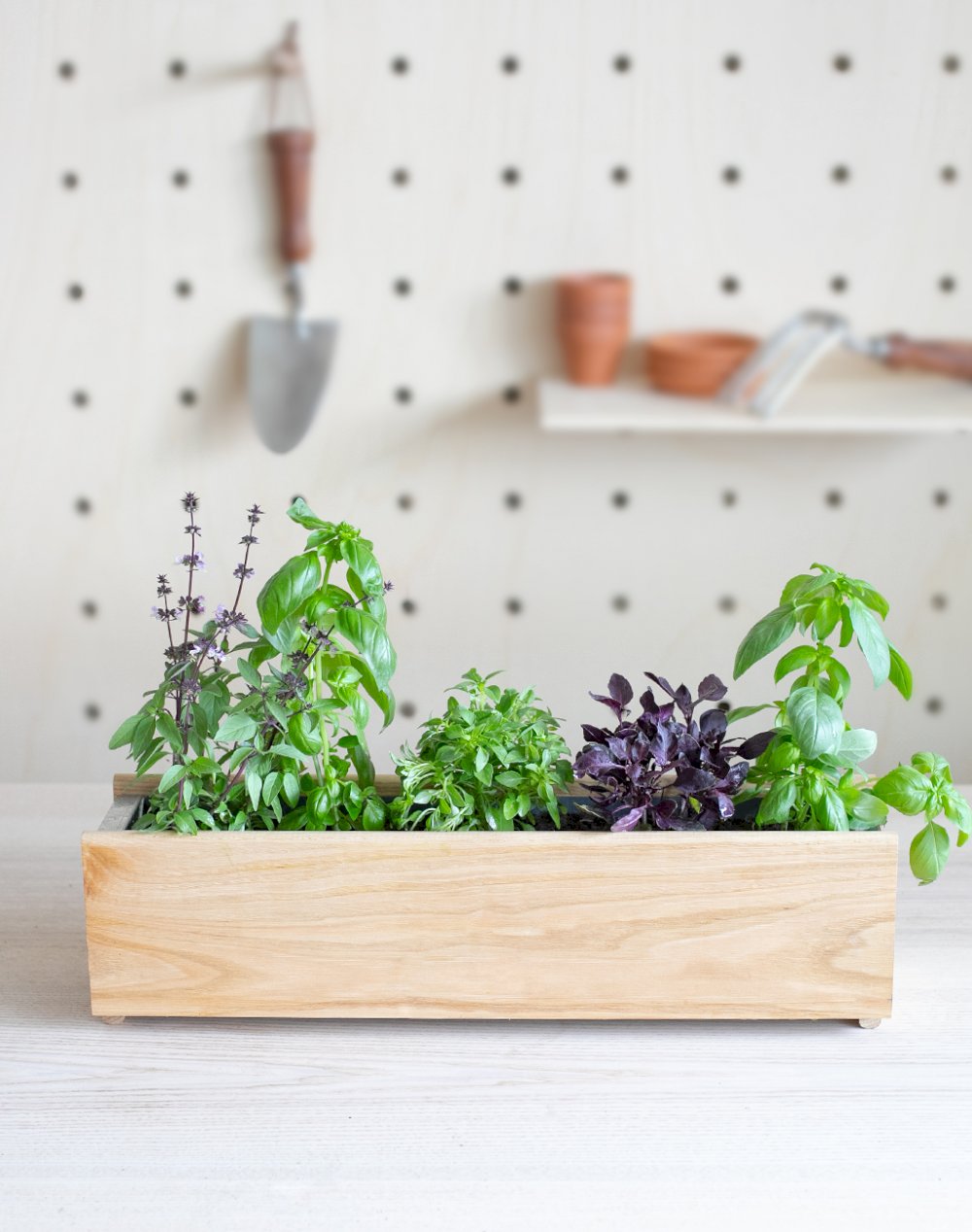 Jardinière et ses 5 plantes - 100% Basilic