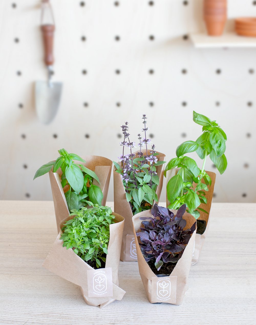 Assortiment de 5 plantes - 100% Basilic