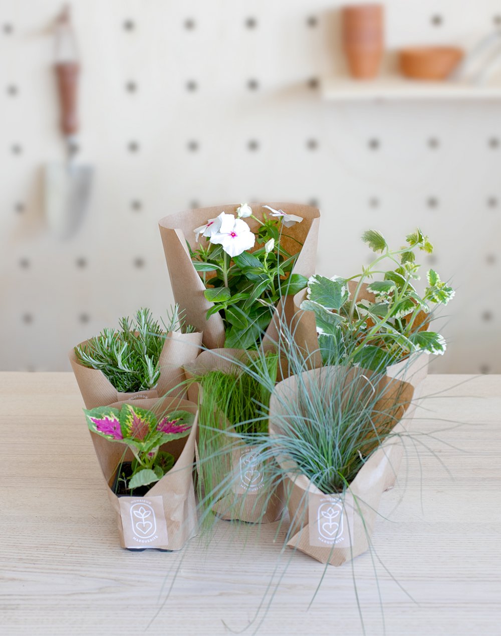 Assortiment de 6 plantes - Paysage de Pampa