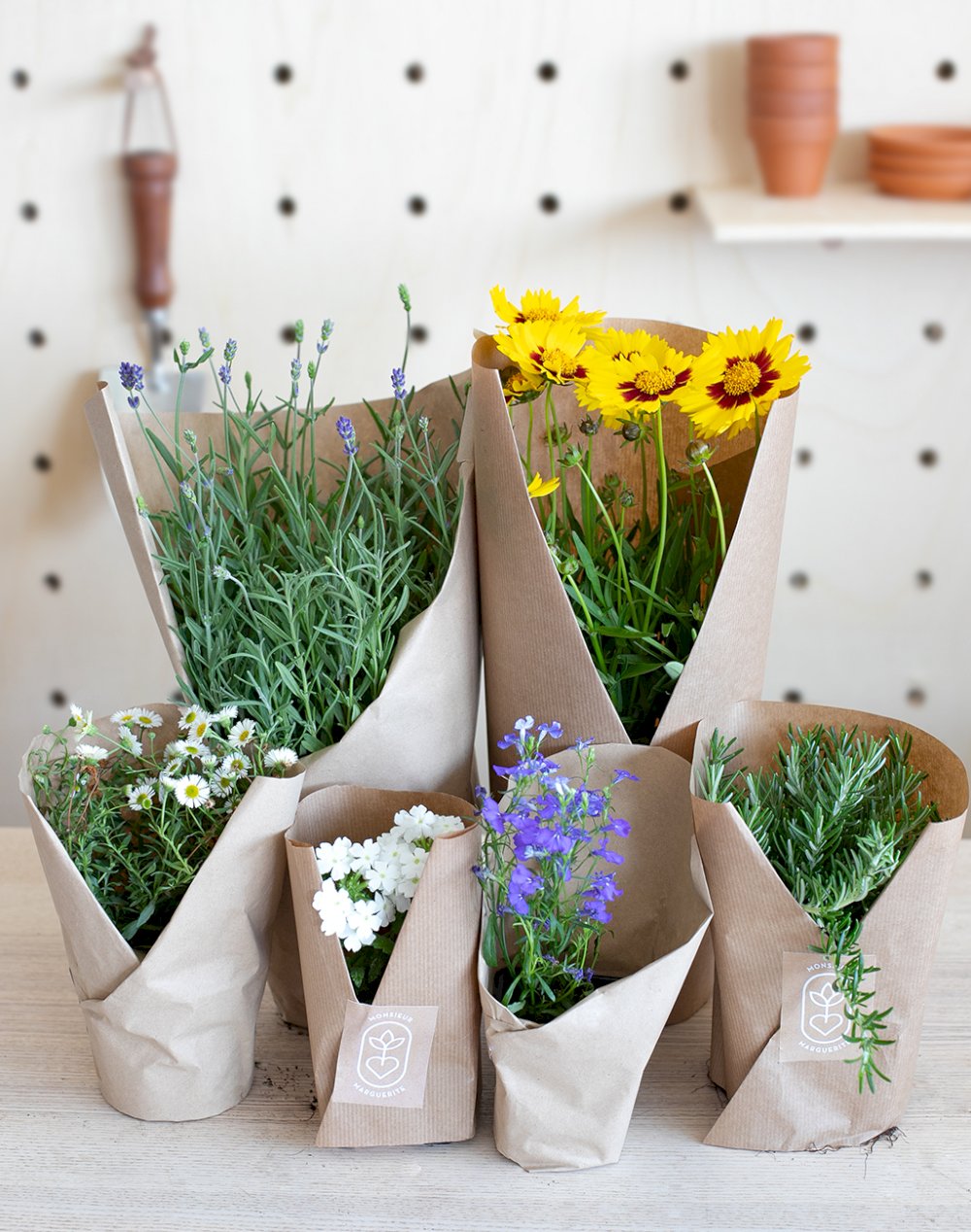 Assortiment de 6 plantes - 100% Mellifères