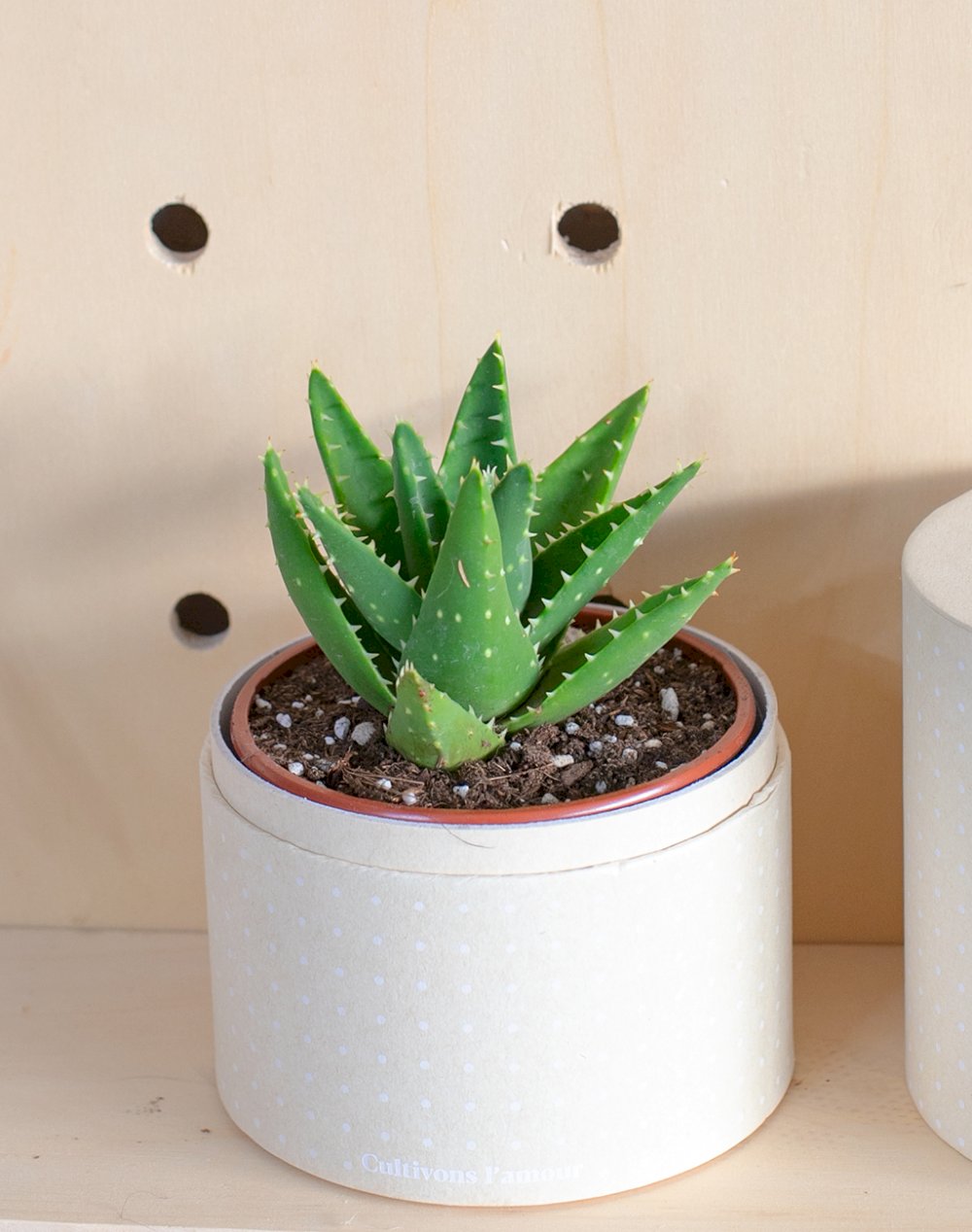 Coffret Plante : Aloe Mitriformis