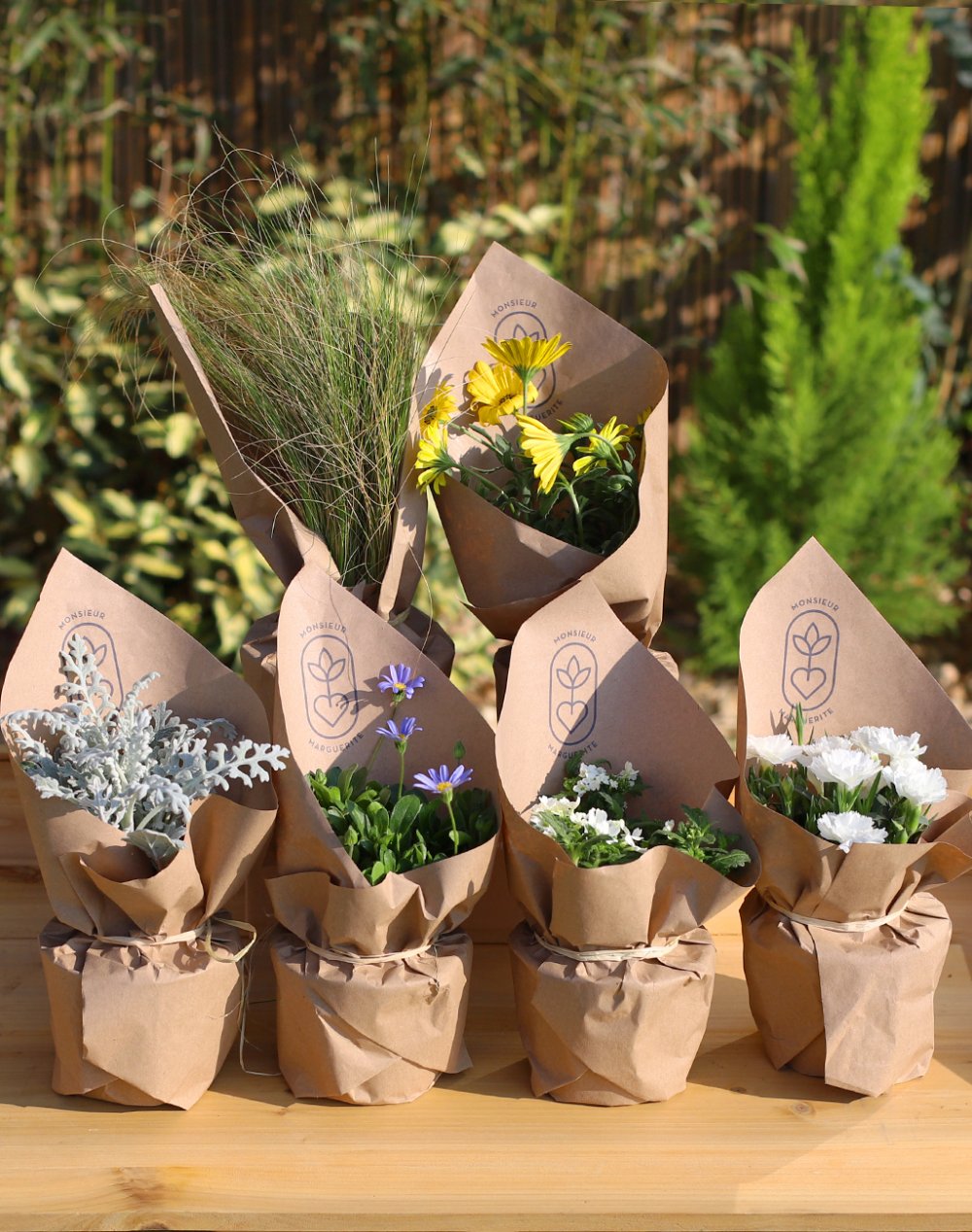 Assortiment de 6 plantes - Bleu, jaune et blanc