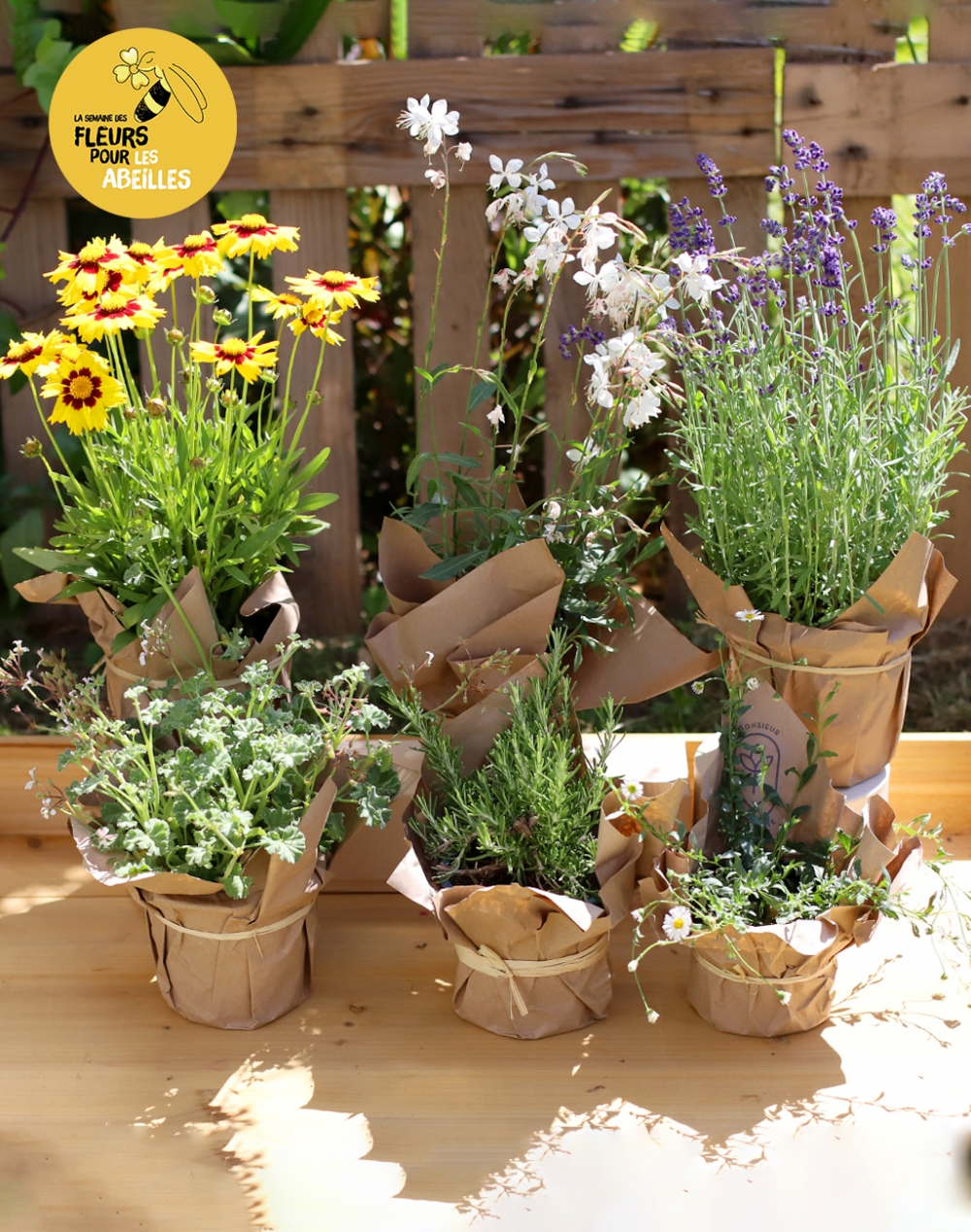 Assortiment de 6 plantes - 100% mellifères