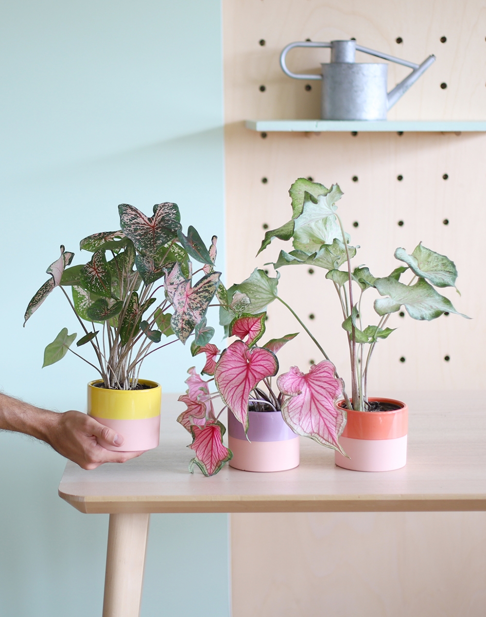 Trio de Caladiums panachés